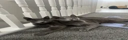 Russian Blue cats for sale: 🐾GCCF Russian Blue Male Cat   🐾 - Advert 8