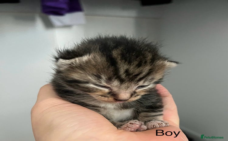 Mixed Breed cats - Advert 5