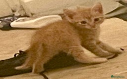 Mixed Breed cats for sale: Kittens ready now - Image 3