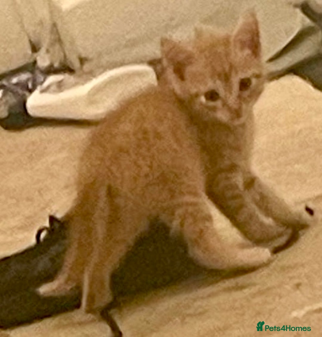 Mixed Breed cats for sale: Kittens ready now - Image 3