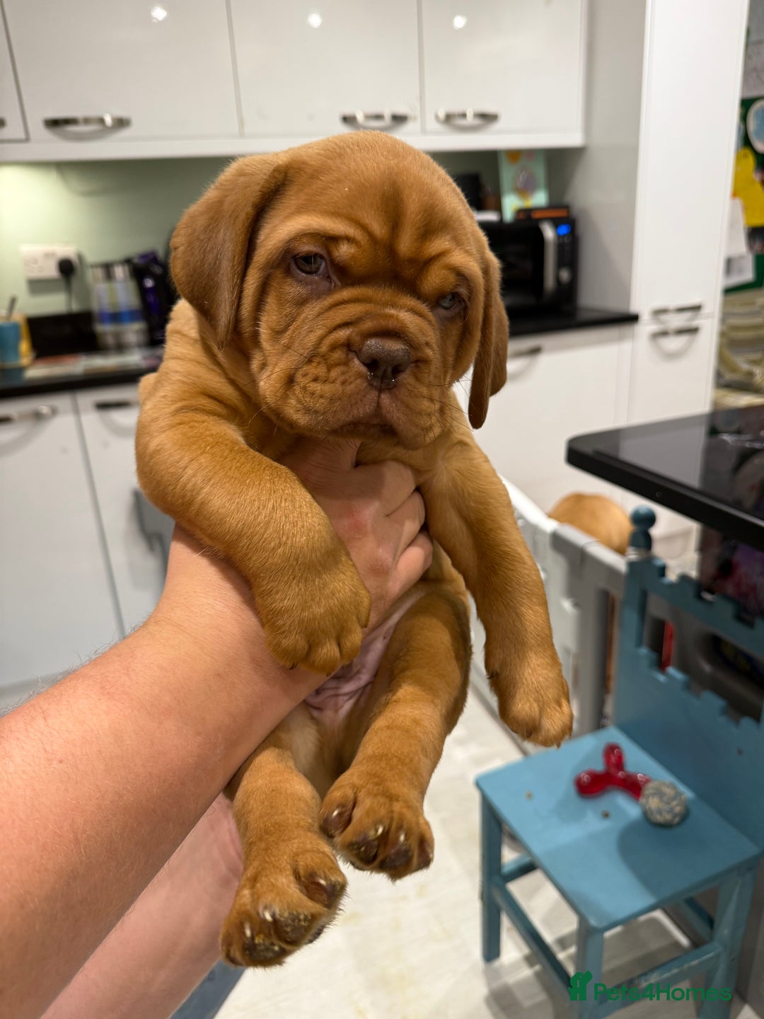 Dogue De Bordeaux dogs for sale: Dogue De Bordauex Puppies for sale - Image 9