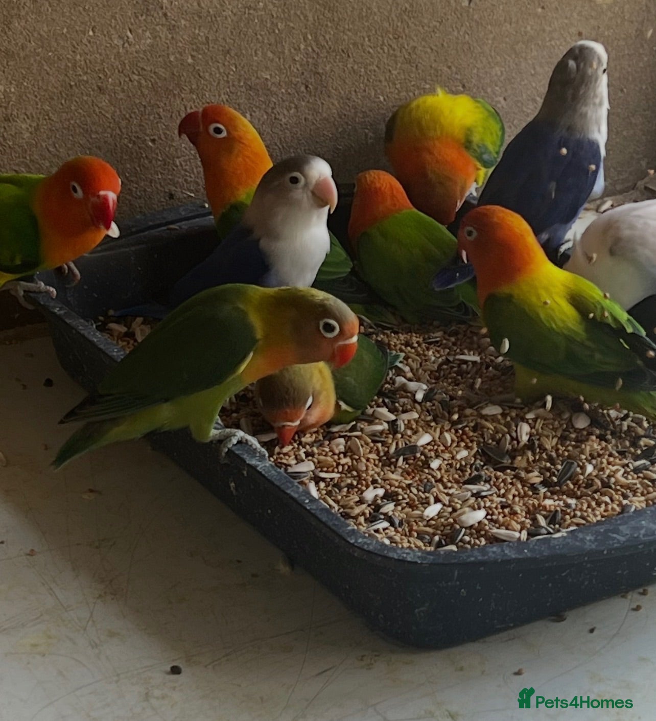 Mixed Breed birds Birds for sale *read description*  - Advert 2