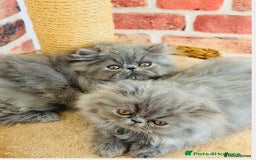 Persian cats for stud: GCCF Active Persian GingerRed cream Garfield stud  in Gerrards Cross - Image 16