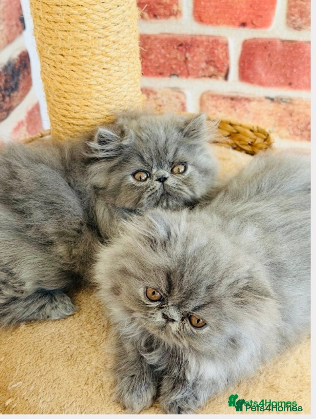 Persian cats for stud: GCCF Active Persian GingerRed cream Garfield stud  in Gerrards Cross - Image 16