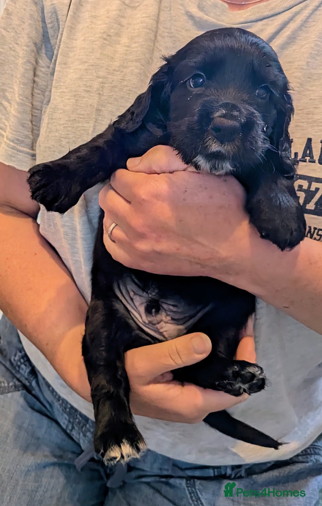 Cocker Spaniel dogs for sale: Beautiful Cocker Spaniel Puppies  - Image 8