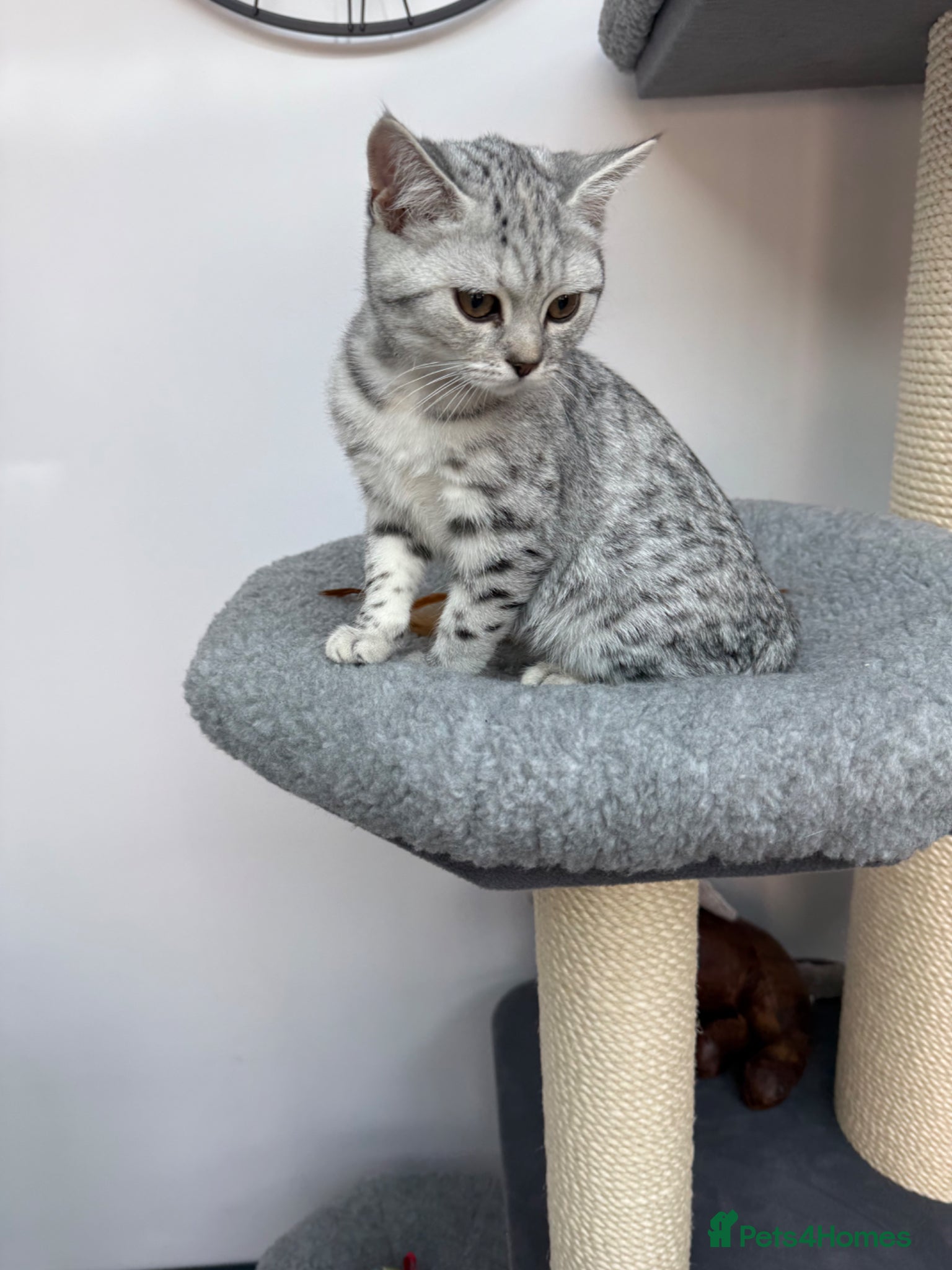 British Shorthair cats British shorthair  - Advert 2