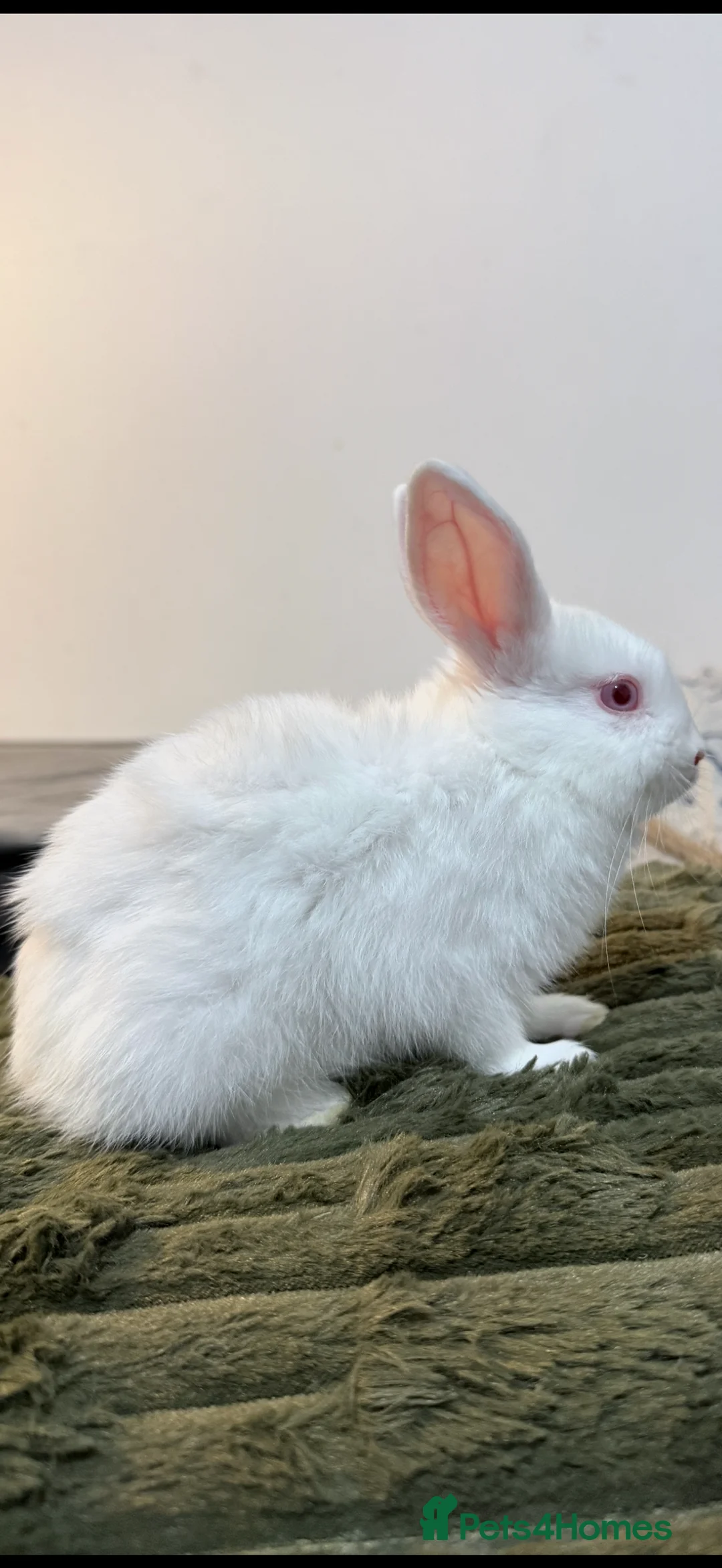 Lionhead rabbits for sale: Very beautiful - Double Mained lionhead babies. - Advert 2