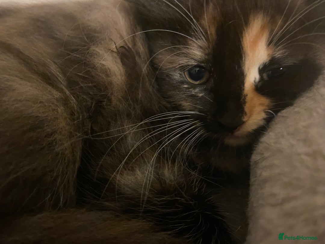 American Shorthair cats for sale: 4 kitten for sale 3 males and 1 female  - Image 10