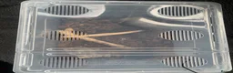 Tarantulas invertebrates for sale: 5x Monocantropus balfouri (blue baboon)  in Blackpool - Advert 4