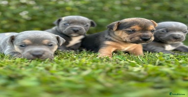 Jack Russell dogs in Doncaster - Advert 3