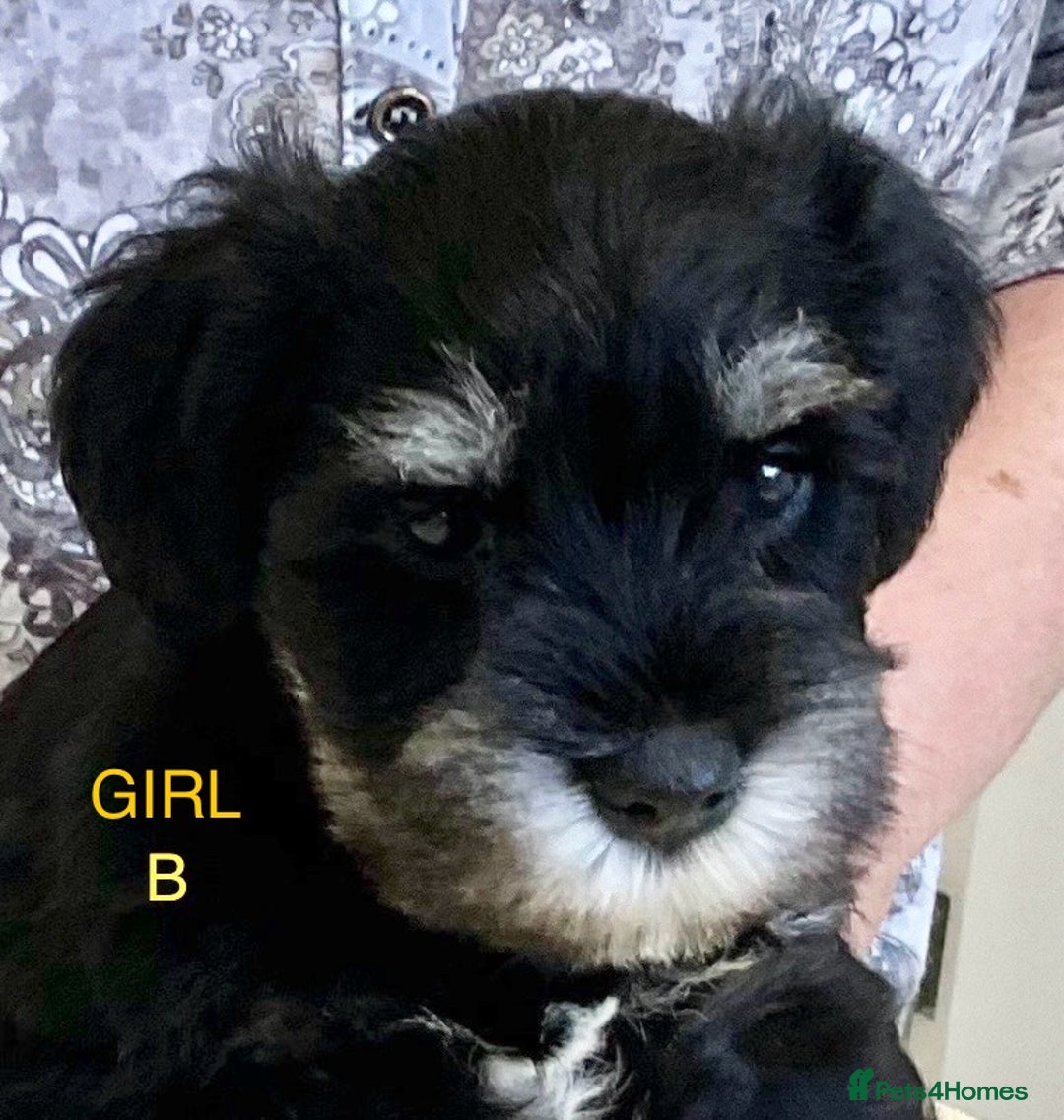 Miniature Schnauzer dogs for sale: BLACK AND SILVER PUPPIES EXCEPTIONAL PEDIGREE - Image 2