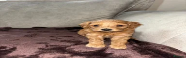 Cockapoo Puppy 2