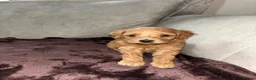 Cockapoo dogs for sale: Beautiful cockapoo puppies  in Montrose - Advert 7