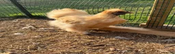 Chickens poultry for sale: USA silkie bantams  - Advert 3