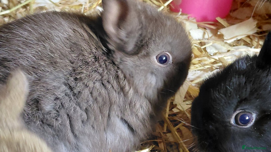 Netherland Dwarf rabbits for sale: Pure Netherland dwarf buck babies.Choc& self Black - Advert 5