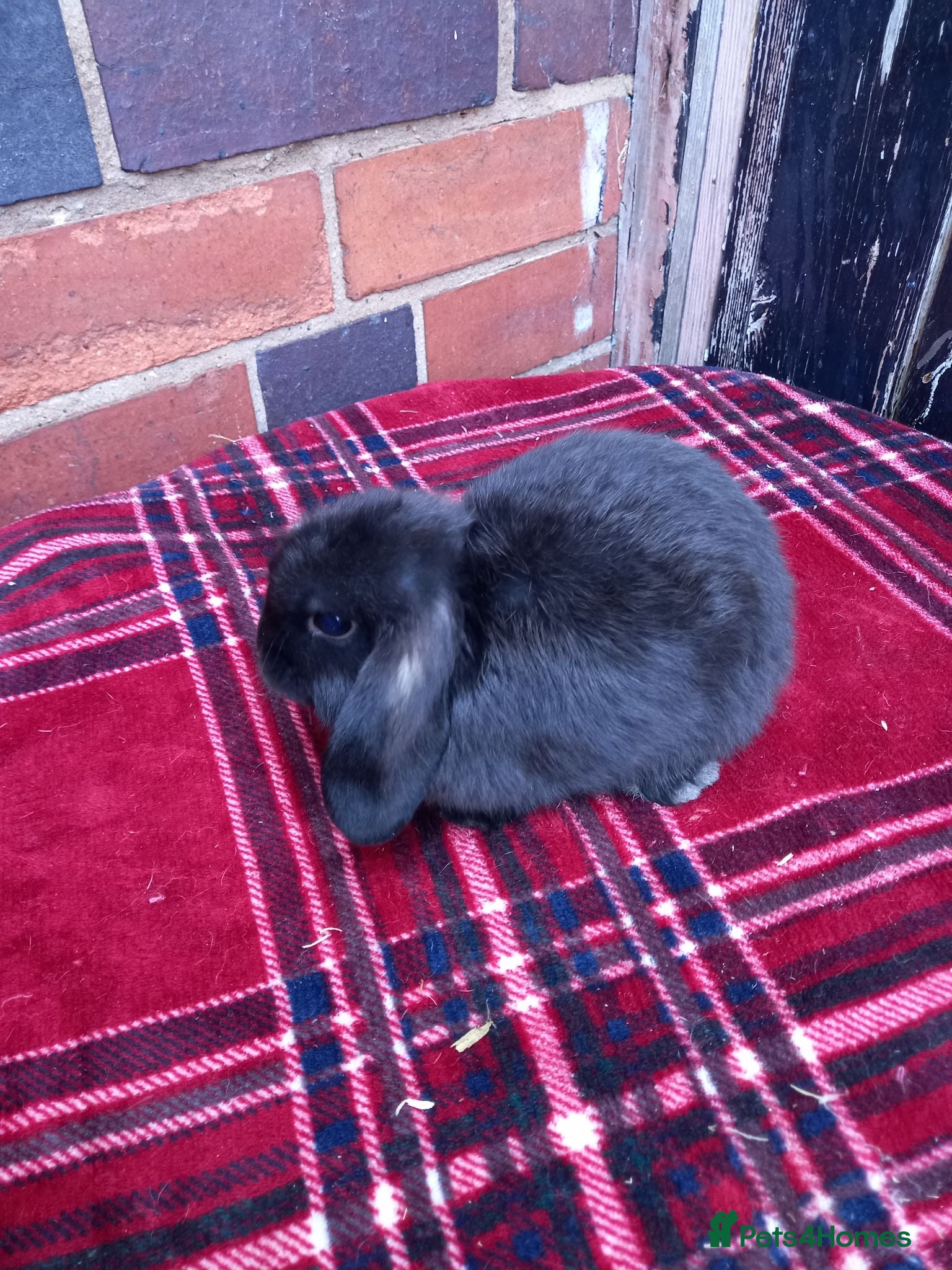 Mini Lop rabbits Mini lop/plush lop babies - Advert 2