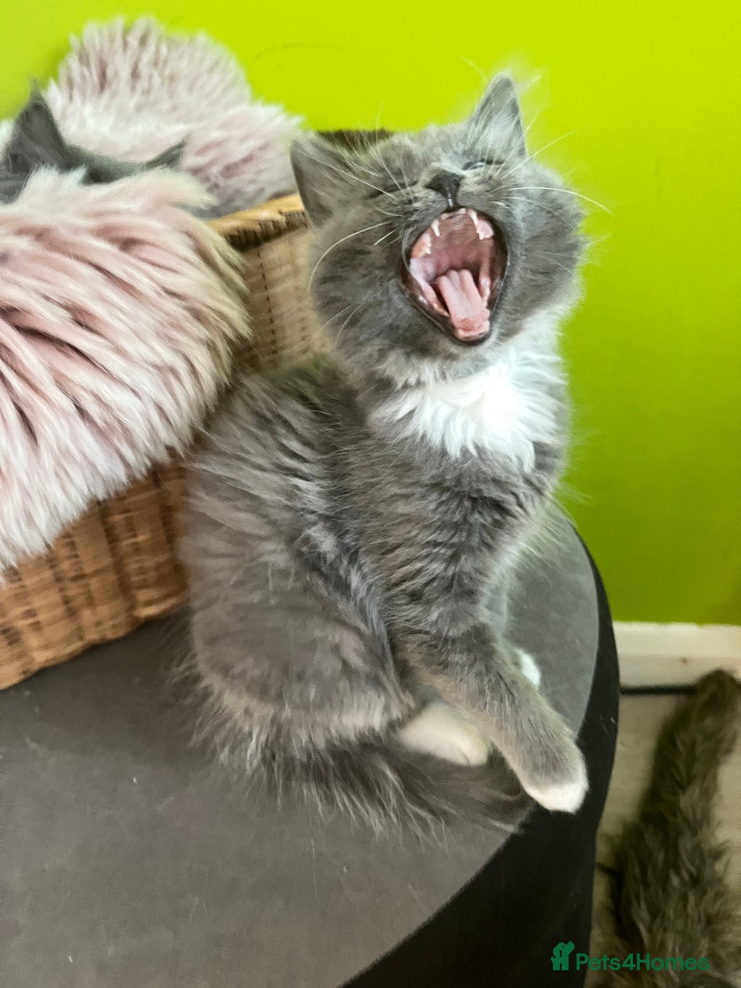 Maine Coon cats for sale: 5 Generation pedigree BLACK SMOKE kittens  - Image 28