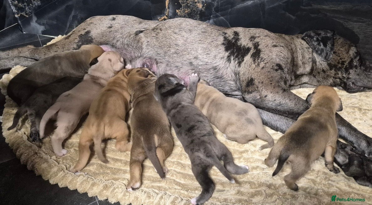 Mastiff dogs Mastiff hybrids  - Advert 1