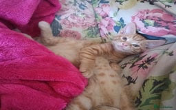 Mixed Breed cats for sale: Beautiful smiley kittens  - Image 3