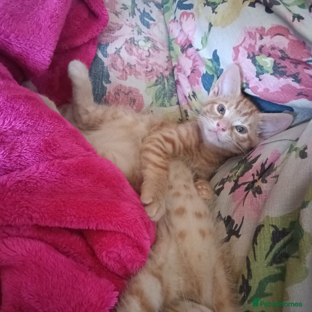 Mixed Breed cats for sale: Beautiful smiley kittens  - Image 3