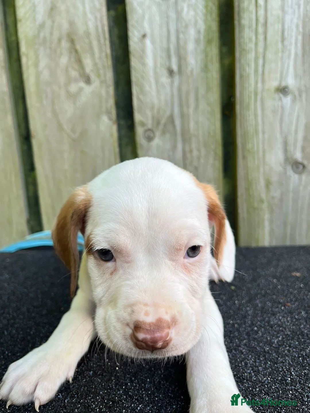Mixed Breed dogs for sale: Puppies  in Liverpool - Advert 8