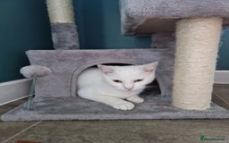 Turkish Angora cats for sale: Gorgeous white cat  - Image 5