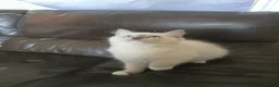 Ragdoll cats for sale: 🐾 Beautiful Ragdoll Kittens ready to leave 🐾 - Advert 4