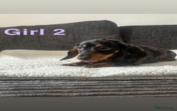 Miniature Dachshund dogs for sale: BEAUTIFUL MINIATURE DACHSHUND PUPPIES ! - Image 4
