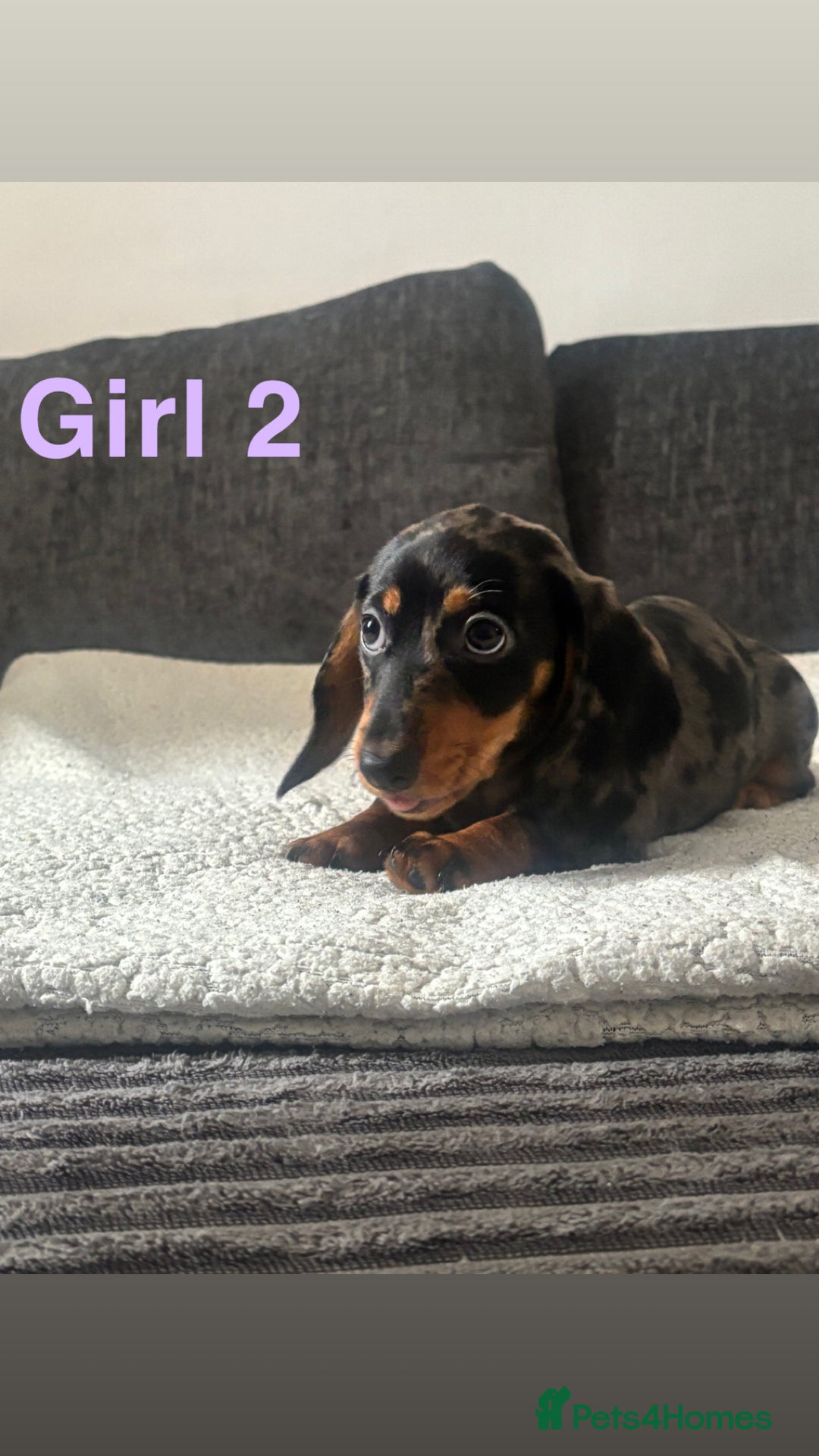 Miniature Dachshund dogs for sale: BEAUTIFUL MINIATURE DACHSHUND PUPPIES ! - Image 4