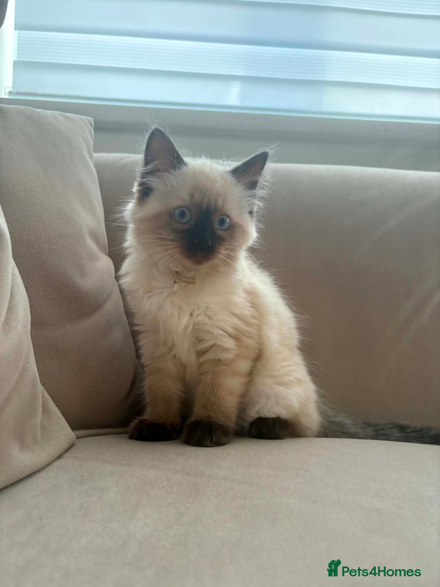Ragdoll cats Last Gorgeous Ragdoll Girl Kitten Available 🐾✨ - Advert 7