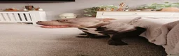 American Bully dogs for sale: Jax the pocket bully - Advert 10