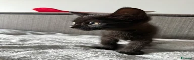 Domestic Shorthair 4