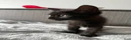 Domestic Shorthair cats for sale: 1 gorgeous female domestic short hair  - Advert 8