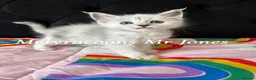 Maine Coon cats for sale: ⭐Mainecoon kittens-Champion lines⭐  - Advert 7