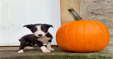 Border Collie dogs 3 gorgeous border collie puppies  - Advert 3