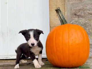 Border Collie dogs - Advert 2