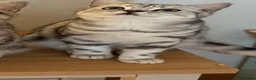 British Shorthair cats for sale: GCCF regd top quality BSH silver tabbies - Advert 3