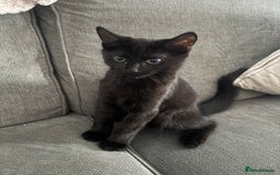 Mixed Breed cats for sale: Male kitten  - Image 2