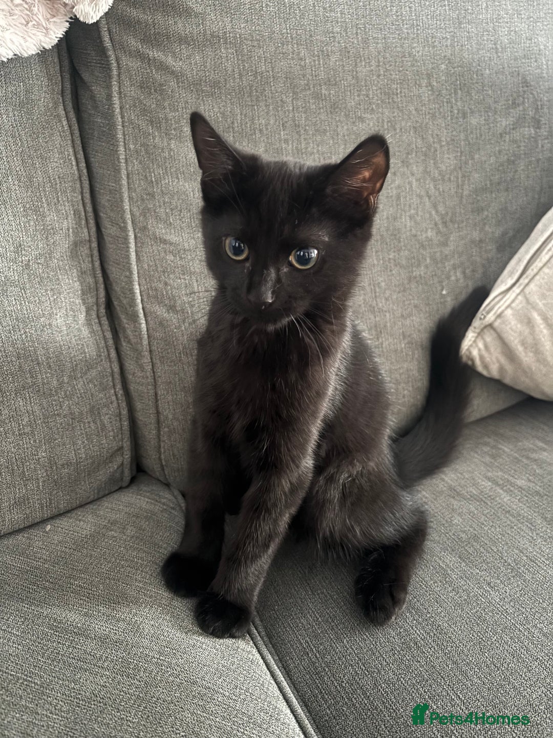Mixed Breed cats for sale: Male kitten  - Image 2