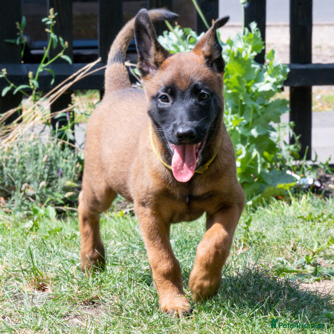 Belgian Shepherd Dog dogs for sale: Stunning Belgian Malinois Puppies Ready Now - Image 8