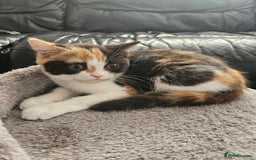Scottish Fold cats for sale: Adorable Scottish fold Straight Ears Kittens - Image 22