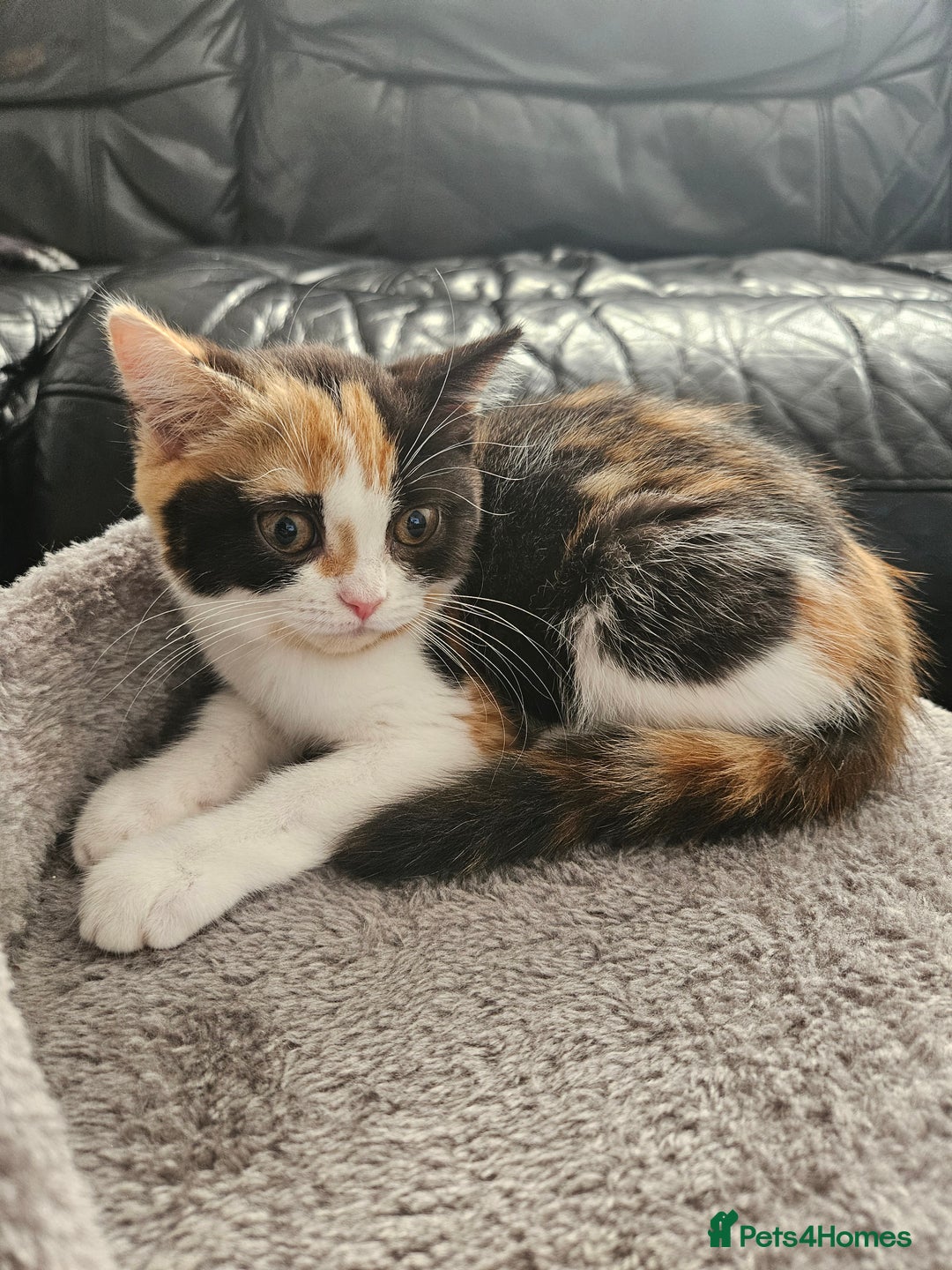 Scottish Fold cats for sale: Adorable Scottish fold Straight Ears Kittens - Image 22