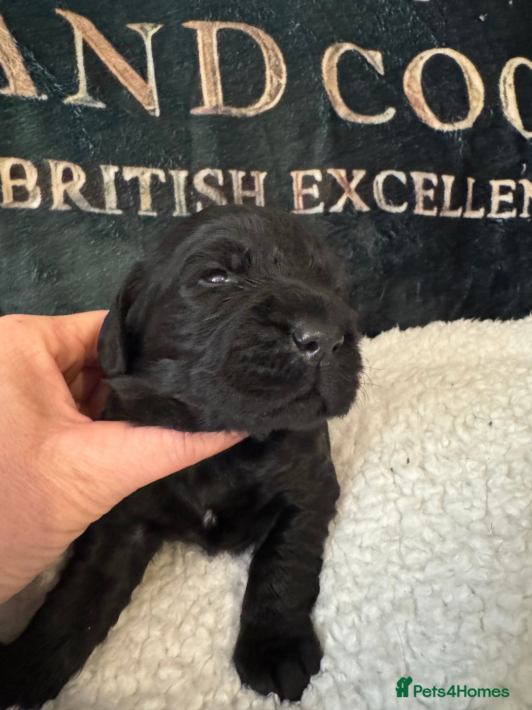 Cocker Spaniel dogs for sale: A gorgeous litter of WCS - Advert 21