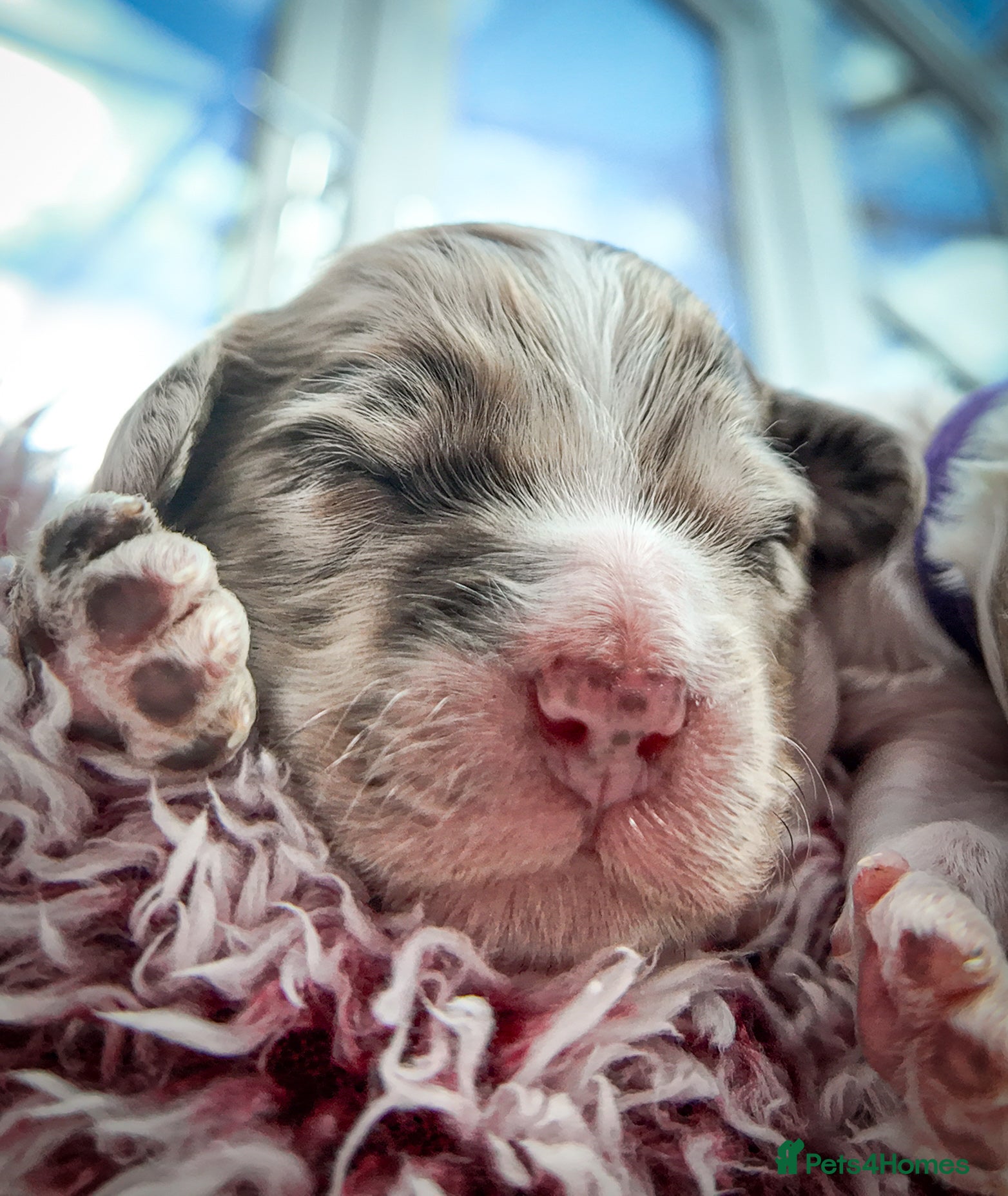 Mixed Breed dogs Mini Australian Labradoodle. Labradoodle/Cockapoo - Advert 1