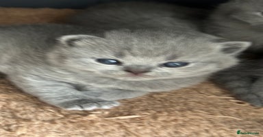 British Shorthair cats - Advert 15