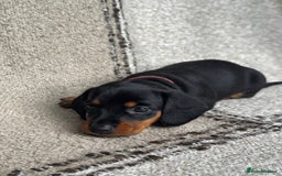 Miniature Dachshund dogs for sale: 🐶🖤STUNNING KC MINIATURE DACHSHUND PUPPIES🖤🐶 - Image 9