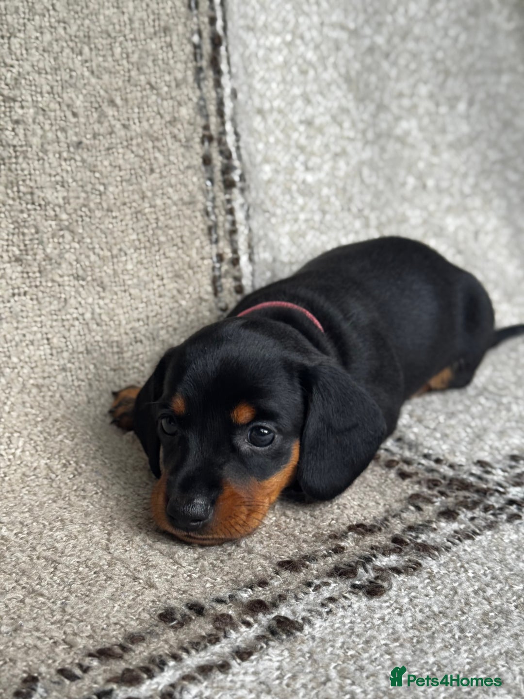 Miniature Dachshund dogs for sale: 🐶🖤STUNNING KC MINIATURE DACHSHUND PUPPIES🖤🐶 - Image 9