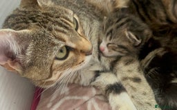 Bengal cats for sale: Half bengal kitty - Image 2