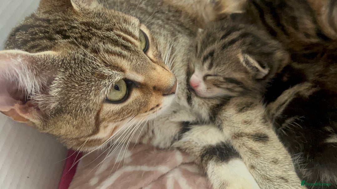 Bengal cats for sale: Half bengal kitty - Image 2