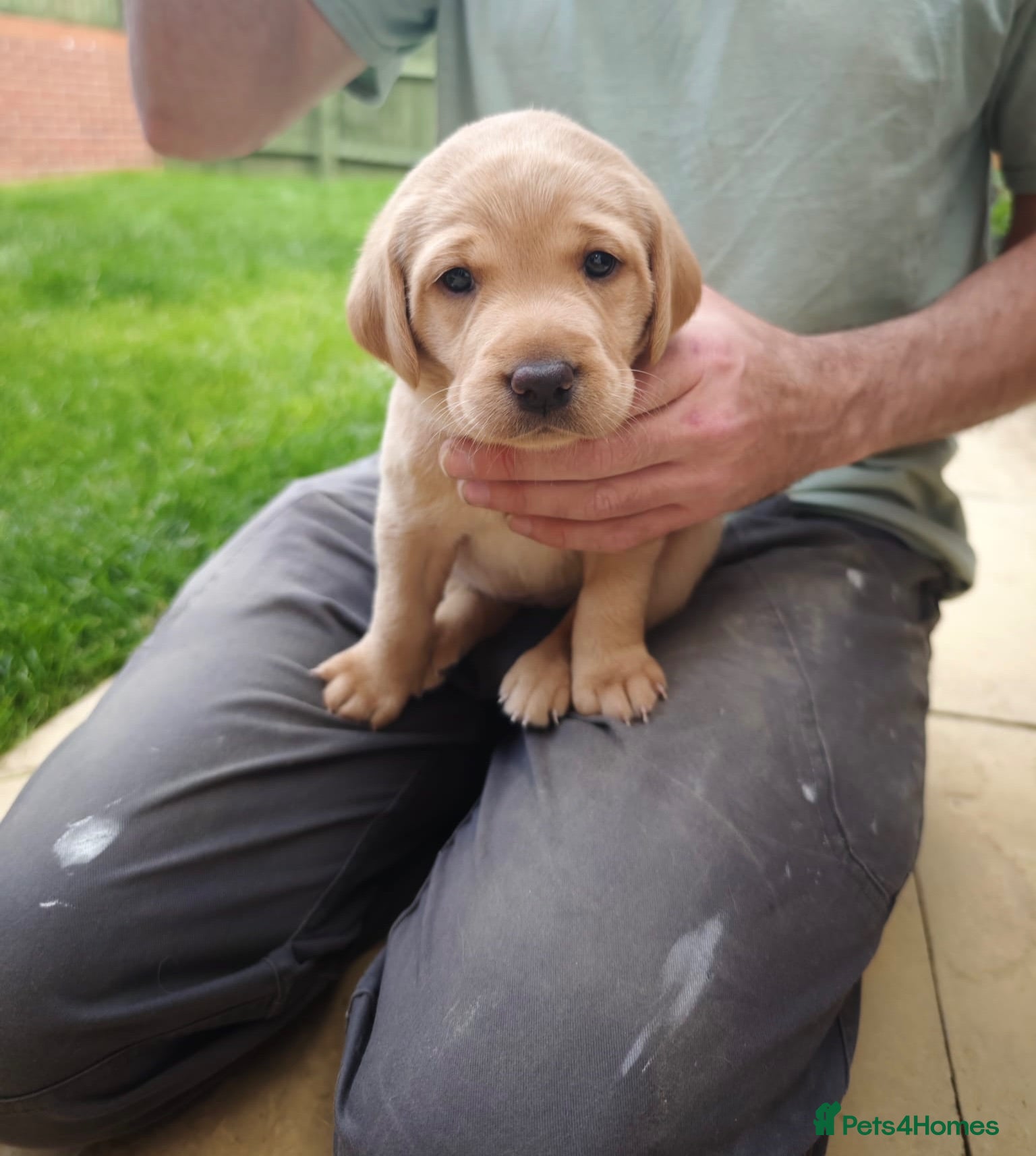 Labrador Retriever dogs Beautiful Red Fox Labrador Retriever Puppies - Advert 9